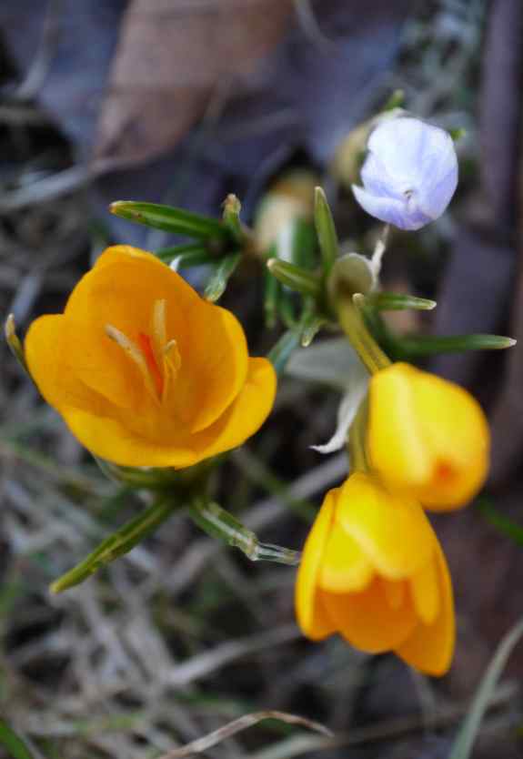 CrocusBouquet