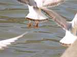 Gull2