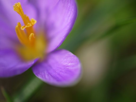 LawnCrocus