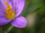 LawnCrocus