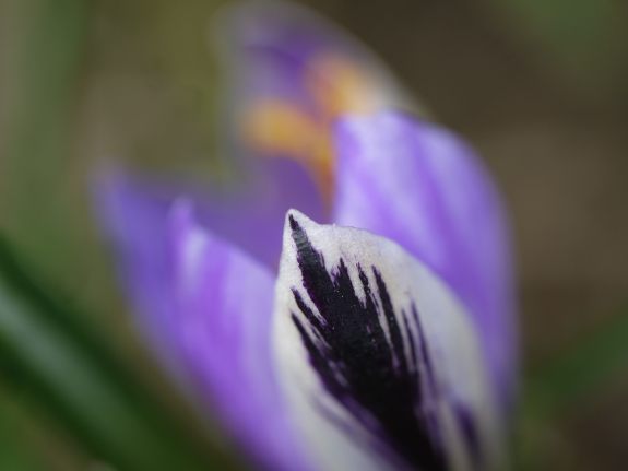 LawnCrocus2