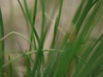 OnionGrass2