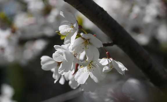 CherryBlossom