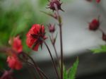 Geum2