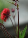 Geum3