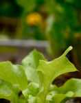 LettuceLong