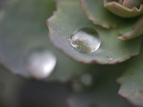 Sedum1