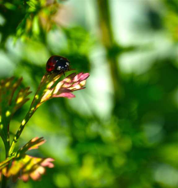 Ladybeetle