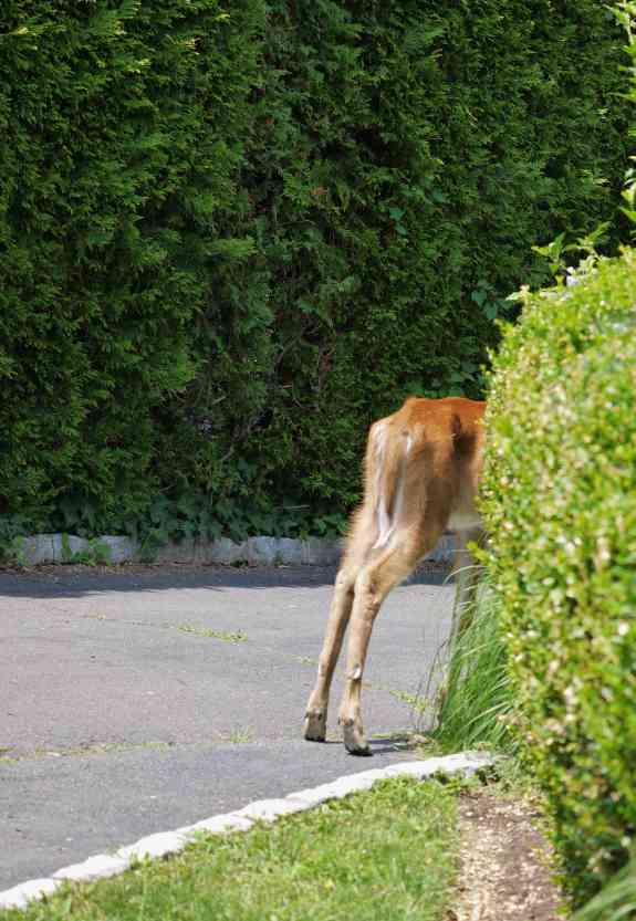 DeerButt