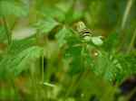 PeekAButterfly