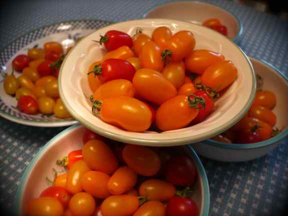 TomatoHarvest