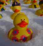 SnowRubberDucks