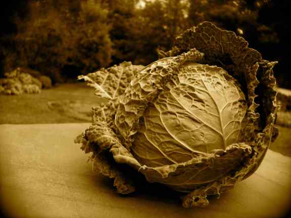 GoldCabbage