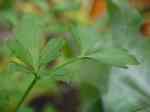 Parsley
