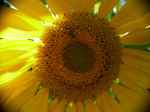 SunflowerBee