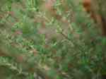 Thyme