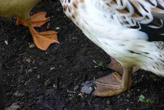 DuckFeet