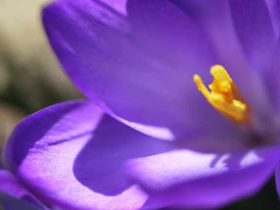 XCU Purple Crocus