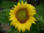 SunflowerW