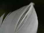 Feather4