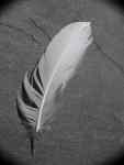 Feather5