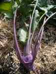 HappyKohlrabi