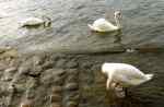 SwansSeine5