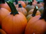 FreePumpkins1
