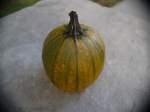 pumpkin-5