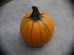 pumpkin-9