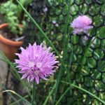 Chive blossom