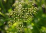 Parsley blossoms