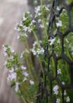 Thyme blossoms
