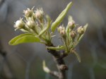 pear blossom