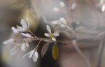 Serviceberry
